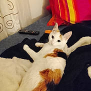 Ange a rejoint le concours — aidez-le/la à gagner de superbes lots ! animal, bedroom, black, blanket, calico_cat, cat, cozy, curious, curtain, furniture, home, indoor, orange, pet, pillow, relaxing, remote_control, resting, soft_texture, white