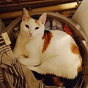 Ange participe au concours pour gagner de l'argent avec cette photo : cat, calico_cat, laundry_basket, clothes, striped_cloth, indoor, pet, feline, resting, cozy, domestic_animal, fur, whiskers, ears, pink_nose, curious, relaxed, home, warm_lighting, basket