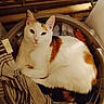 cat, calico_cat, laundry_basket, clothes, striped_cloth, indoor, pet, feline, resting, cozy, domestic_animal, fur, whiskers, ears, pink_nose, curious, relaxed, home, warm_lighting, basket