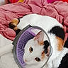 Ange a rejoint le concours — aidez-le/la à gagner de superbes lots ! animal, bed, black, blanket, calico, cat, comfort, cone_collar, cozy, curious, cute, domestic, fur, indoor, orange, pet, pillow, pink, resting, white