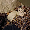 Ange a rejoint le concours — aidez-le/la à gagner de superbes lots ! animal, bedroom, blanket, calico_cat, cat, comfort, cozy, cute, ears, fabric, fur, indoor, leopard_print, pet, relaxation, resting, sleeping, soft, tail, whiskers