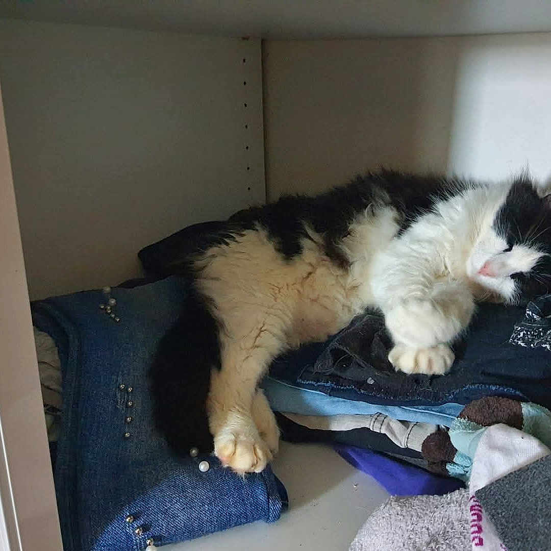 Felix