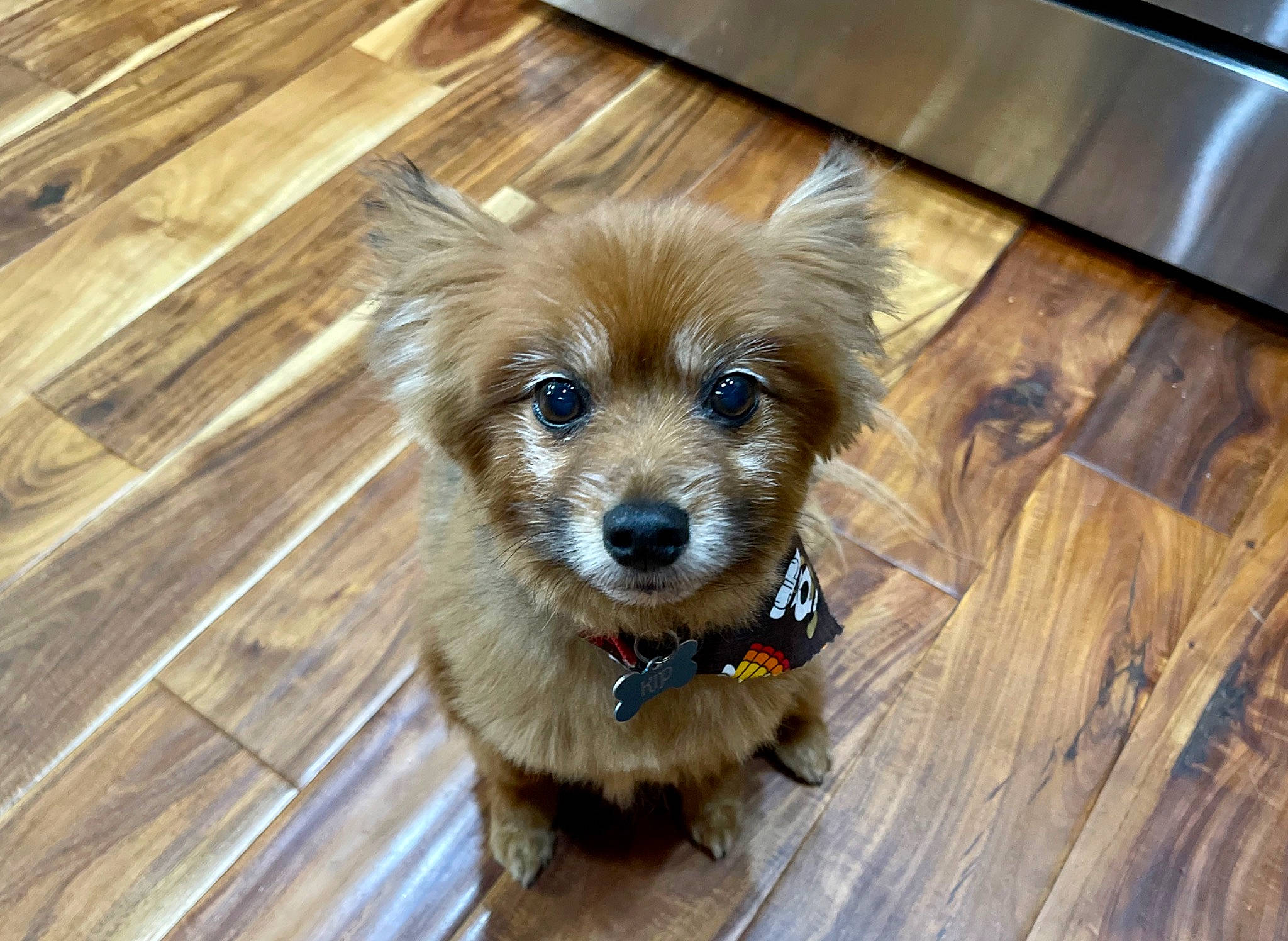 Kip joined the competition — help win amazing prizes! cabinetry, carnivore, companion_dog, dog, dog_breed, dog_supply, flooring, fur, hardwood, liver, plank, small_greek_domestic_dog, small_terrier, toy_dog, varnish, whiskers, wood, wood_stain, working_animal, yorkipoo