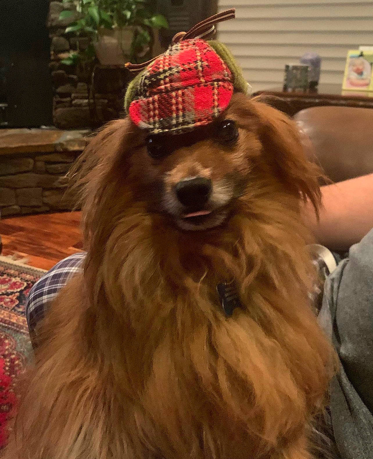 Kip is registered to the contest to win money with this photo: beard, canidae, cap, carnivore, companion_dog, dog, dog_breed, dog_collar, fang, fur, hat, liver, pet_supply, plaid, plant, snout, sporting_group, tartan, whiskers, working_animal