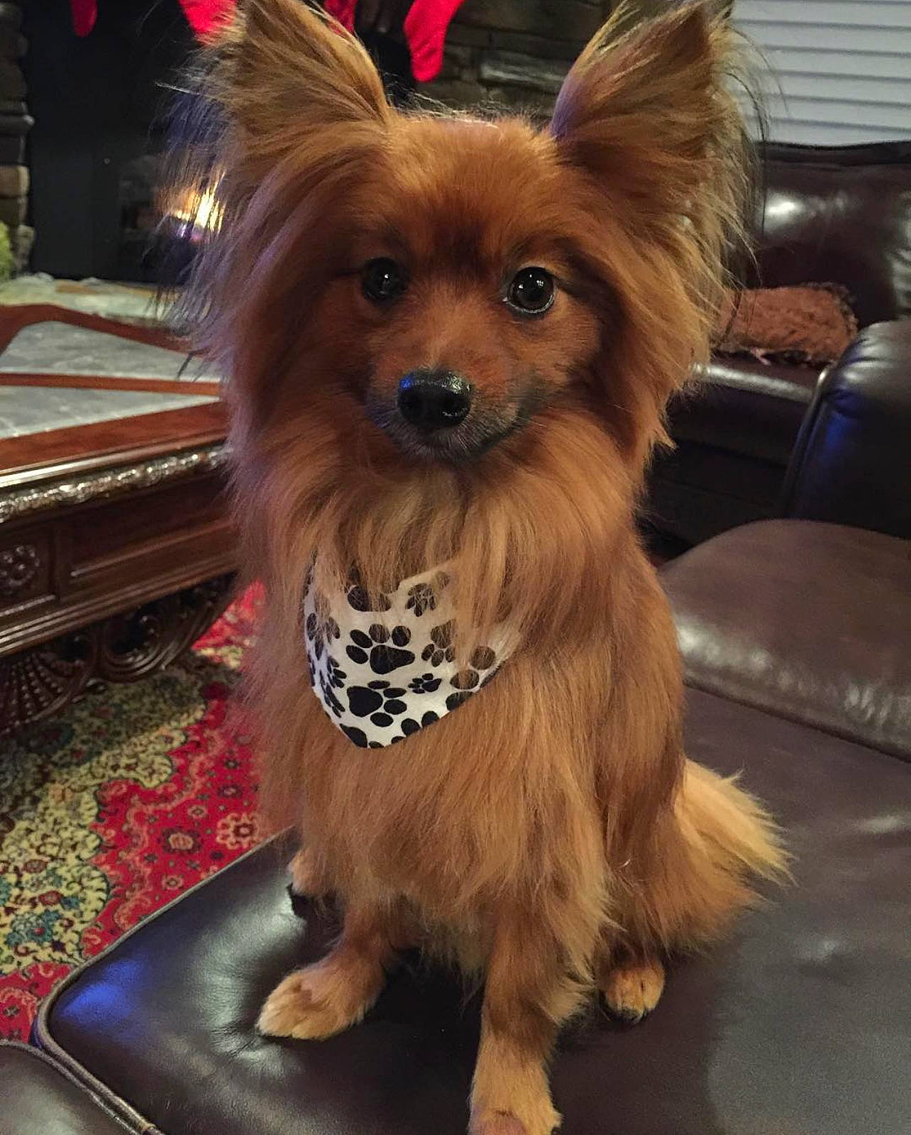 Kip joined the competition — help win amazing prizes! blond, canidae, carnivore, companion_dog, dog, dog_breed, dog_supply, fawn, flooring, fur, liver, small_terrier, snout, sporting_group, terrestrial_animal, terrier, toy_dog, whiskers, wood, working_animal