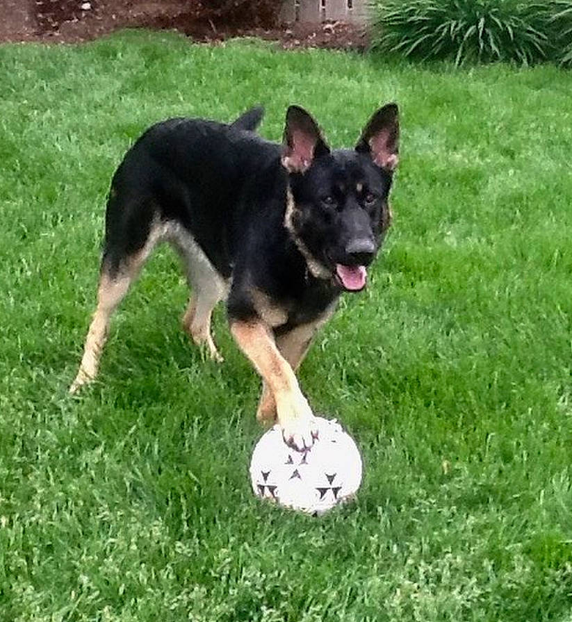 Jaegar is registered to the contest to win money with this photo: ball, canidae, carnivore, companion_dog, dog, dog_breed, east_european_shepherd, grass, guard_dog, herding_dog, lawn, paw, plant, snout, sporting_group, sports_equipment, tail, working_animal, working_dog, yard