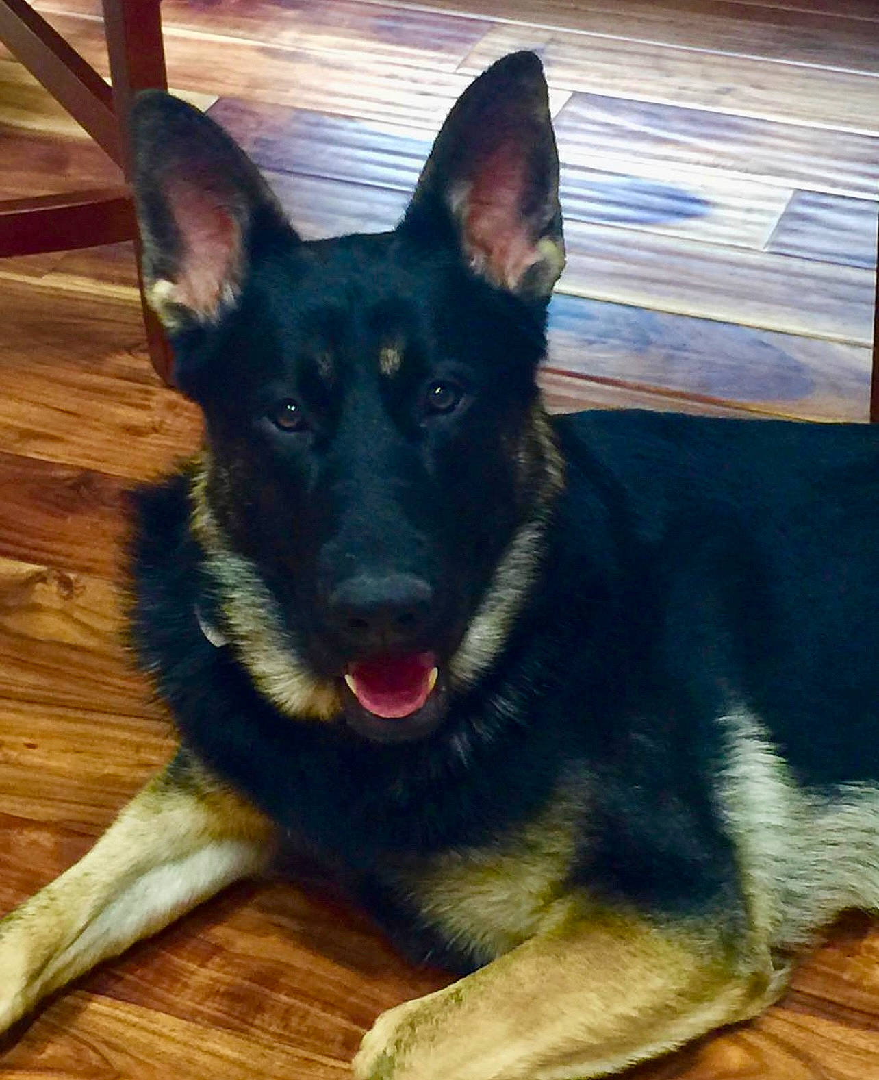 Jaegar joined the competition — help win amazing prizes! belgian_shepherd_malinois, canidae, carnivore, companion_dog, dog, dog_breed, east_european_shepherd, german_shepherd_dog, guard_dog, hardwood, herding_dog, king_shepherd, old_german_shepherd_dog, snout, sporting_group, wood, working_animal, working_dog