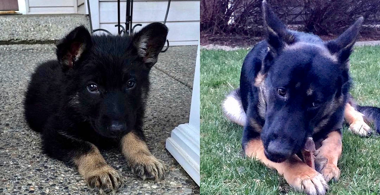 Jaegar joined the competition — help win amazing prizes! canidae, carnivore, companion_dog, dog, dog_breed, fur, grass, herding_dog, non_sporting_group, plant, snout, sporting_group, terrestrial_animal, working_animal, working_dog