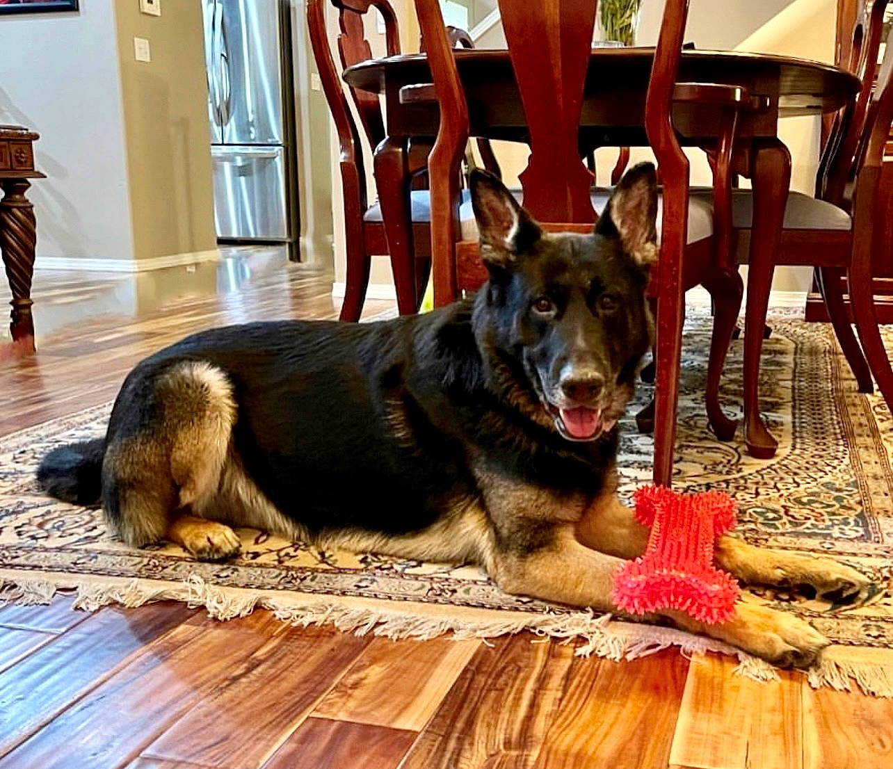 Jaegar is registered to the contest to win money with this photo: canidae, carnivore, chair, companion_dog, dog, dog_breed, dog_supply, door, floor, flooring, fur, guard_dog, hardwood, herding_dog, houseplant, plant, snout, window, wood, working_dog