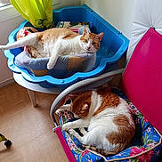 Beerus participe au concours pour gagner de l'argent avec cette photo : animal, bed, blanket, cat, chair, cozy, curtain, cushion, cute, domestic, feline, floor, indoor, orange_cat, pet, relaxation, resting, sleeping, white_cat, window