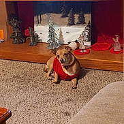 Cujo joined the competition — help win amazing prizes! dog, small_dog, chihuahua, pet, red_sweater, sweater, carpet, living_room, wooden_shelf, christmas_decor, figurine, painting, glass_tree, ornament, plush_toy, cozy, indoor, carved_statue, tv_stand, carpet_texture