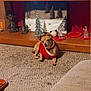 carpet, carpet_texture, carved_statue, chihuahua, christmas_decor, cozy, dog, figurine, glass_tree, indoor, living_room, ornament, painting, pet, plush_toy, red_sweater, small_dog, sweater, tv_stand, wooden_shelf