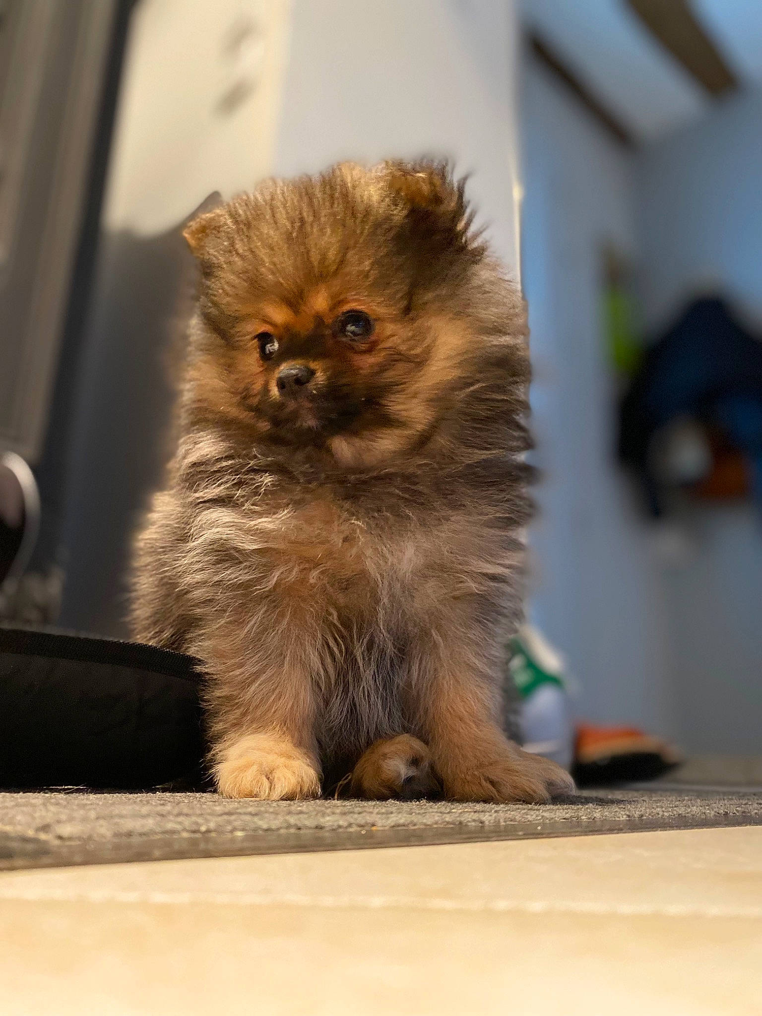 Cerise participe au concours pour gagner de l'argent avec cette photo : canidae, carnivore, claw, companion_dog, dog_breed, eye, fawn, fur, german_spitz, non_sporting_group, paw, snout, tail, terrestrial_animal, toy_dog, whiskers, wildlife, wood