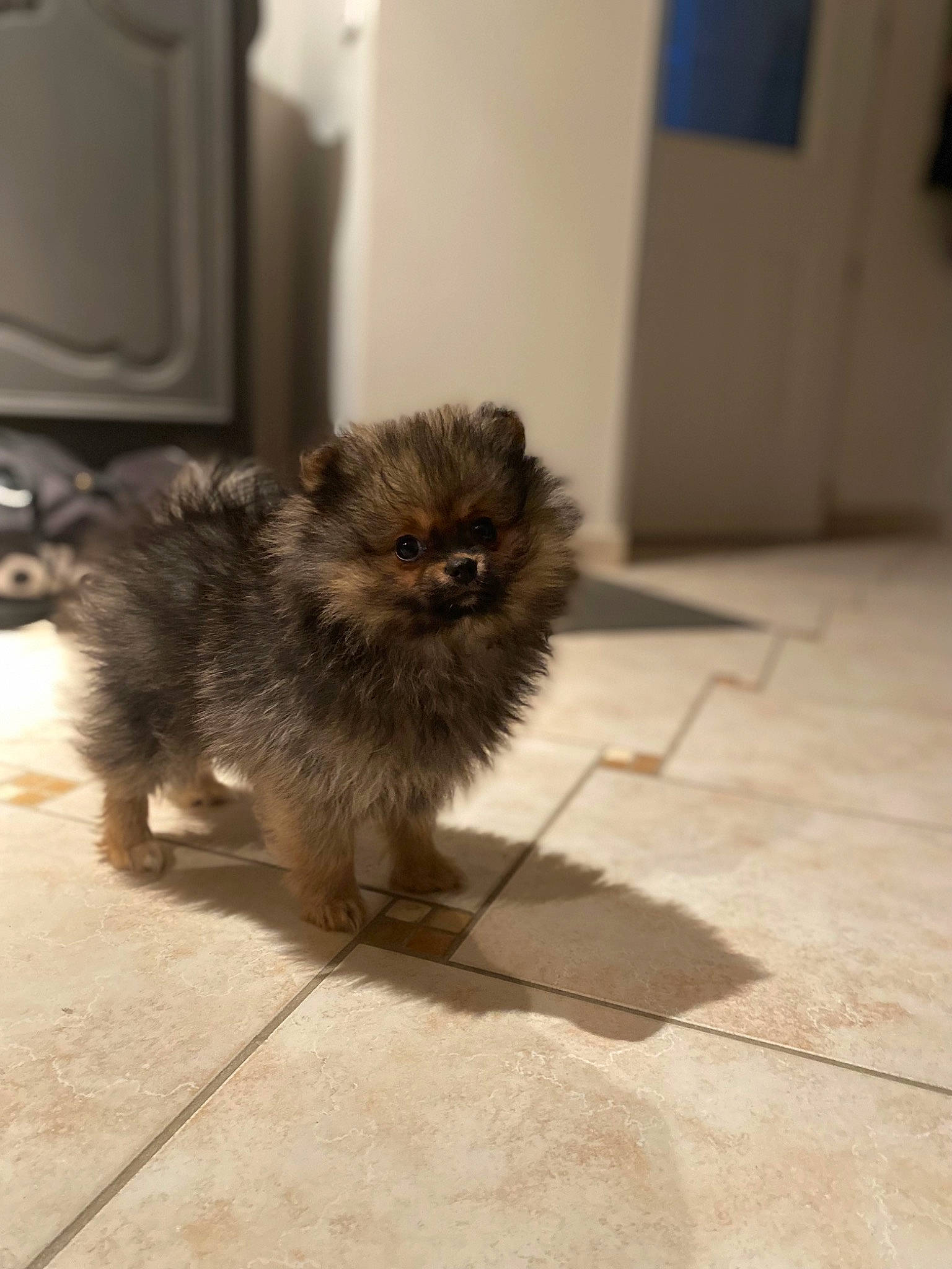 Cerise a rejoint le concours — aidez-le/la à gagner de superbes lots ! canidae, carnivore, claw, companion_dog, dog_breed, door, fawn, felidae, floor, flooring, fur, hardwood, paw, road_surface, small_to_medium_sized_cats, tail, terrestrial_animal, toy_dog, whiskers, working_animal