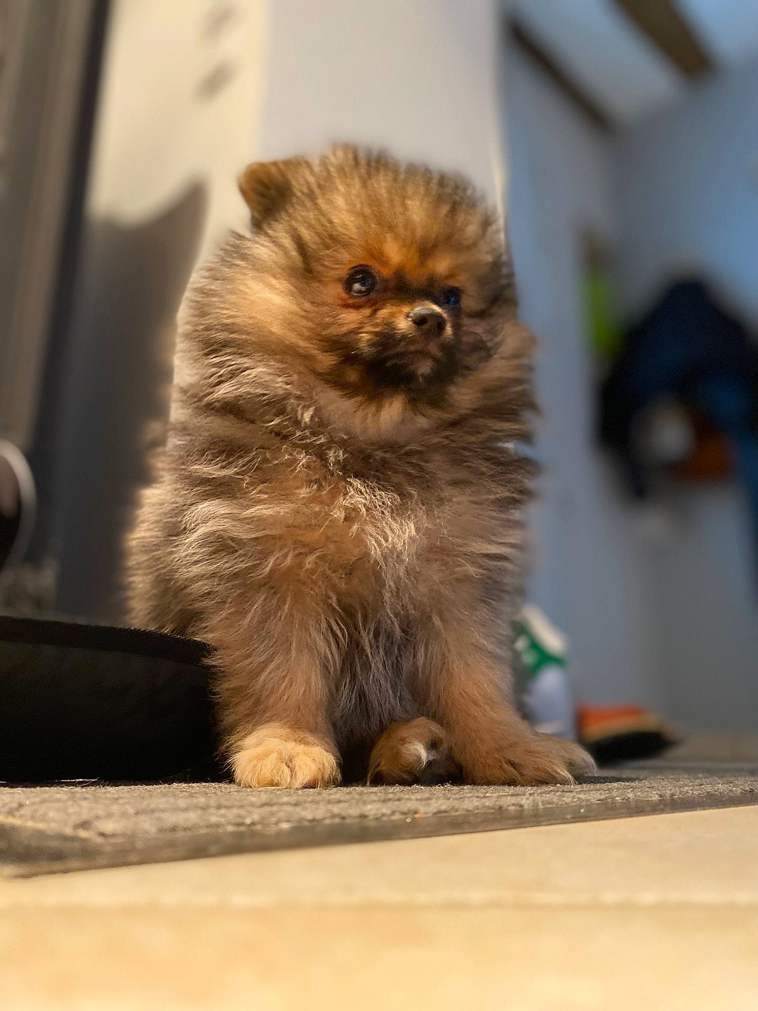 Cerise a rejoint le concours — aidez-le/la à gagner de superbes lots ! canidae, carnivore, claw, companion_dog, dog_breed, fawn, felidae, flooring, fur, german_spitz, german_spitz_klein, paw, snout, tail, terrestrial_animal, toy_dog, whiskers, wildlife, window, wood