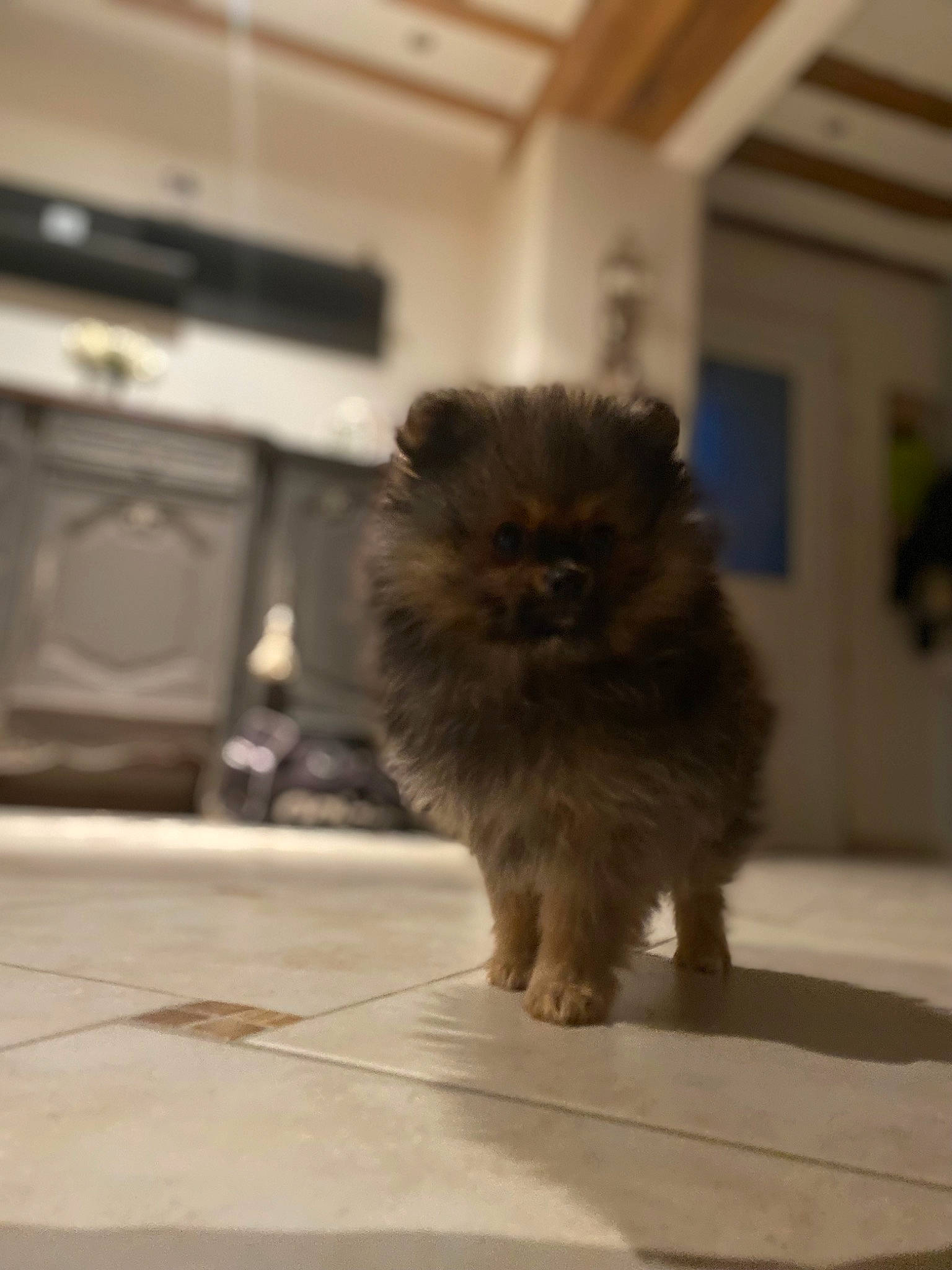 Cerise participe au concours pour gagner de l'argent avec cette photo : british_longhair, canidae, carnivore, claw, companion_dog, dog_breed, fawn, felidae, floor, flooring, fur, hardwood, paw, small_to_medium_sized_cats, snout, sporting_group, tail, terrestrial_animal, toy_dog, whiskers