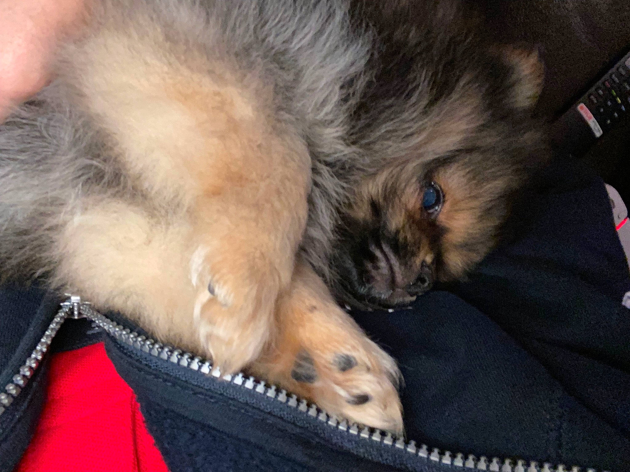 Cerise a rejoint le concours — aidez-le/la à gagner de superbes lots ! canidae, carnivore, claw, comfort, companion_dog, dog, dog_breed, domestic_short_haired_cat, fawn, felidae, foot, fur, nap, paw, sleep, small_to_medium_sized_cats, snout, sporting_group, tail, whiskers