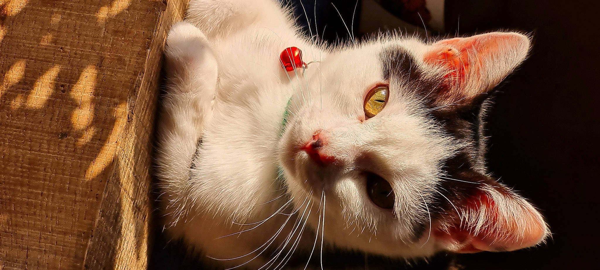 Moumoun participe au concours pour gagner de l'argent avec cette photo : carnivore, cat, claw, domestic_short_haired_cat, felidae, fur, paw, small_to_medium_sized_cats, snout, tail, whiskers, wood