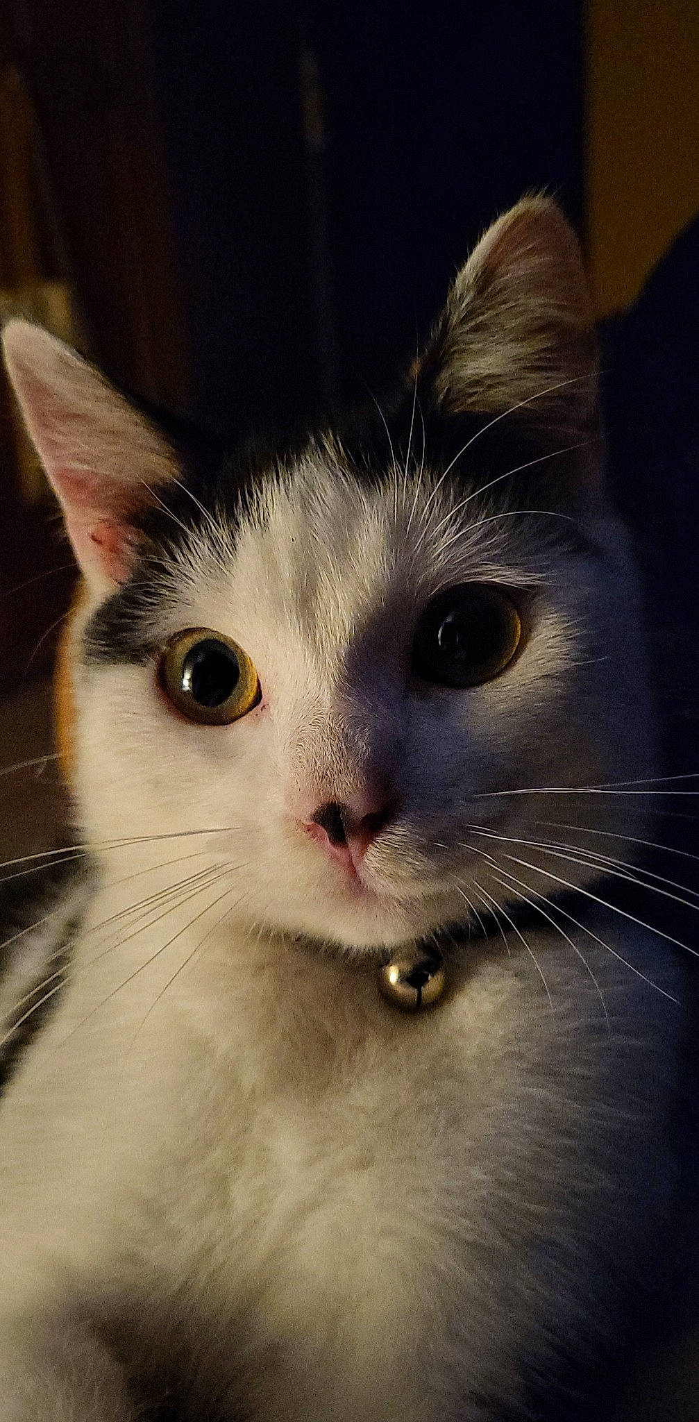 Moumoun participe au concours pour gagner de l'argent avec cette photo : carnivore, cat, close_up, curious, domestic_short_haired_cat, ear, eye, eyelash, felidae, fur, iris, paw, small_to_medium_sized_cats, snout, terrestrial_animal, whiskers, window