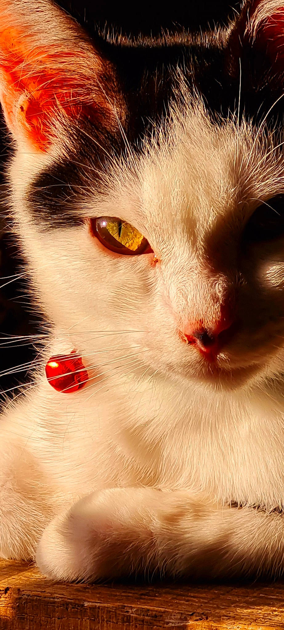 Moumoun a rejoint le concours — aidez-le/la à gagner de superbes lots ! art, carnivore, cat, close_up, domestic_short_haired_cat, ear, eyelash, felidae, fur, human_body, iris, nose, paw, small_to_medium_sized_cats, snout, tail, whiskers, window