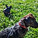 Gibbs Et Loulou