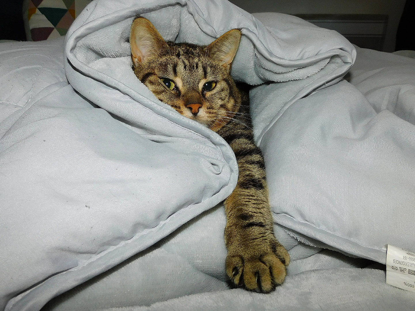 Bibi a rejoint le concours — aidez-le/la à gagner de superbes lots ! bed, bed_sheet, bedding, carnivore, cat, comfort, domestic_short_haired_cat, fawn, felidae, fur, grey, linens, paw, small_to_medium_sized_cats, snout, tail, terrestrial_animal, textile, whiskers, wildlife