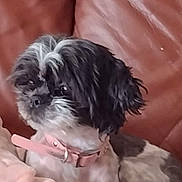 Oreo is registered to the contest to win money with this photo: dog, small_dog, shaggy_dog, black_and_white, long_hair, pet, collar, bow, pink_collar, sitting, indoors, couch, blanket, soft_furnishings, portrait, close_up, fluffy, cute, companion_animal, home