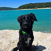 Blue a rejoint le concours — aidez-le/la à gagner de superbes lots ! animal, black_dog, blue_sky, calm, collar, dog, forest, lake, landscape, nature, outdoor, pet, rocky_shore, scenic, sitting, sunny, tag, trees, water, wet_fur