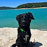 animal, black_dog, blue_sky, calm, collar, dog, forest, lake, landscape, nature, outdoor, pet, rocky_shore, scenic, sitting, sunny, tag, trees, water, wet_fur