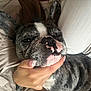 Lulu joined the competition — help win amazing prizes! dog, french_bulldog, brindle, pet, sleepy, hand, manicure, bed, bedding, cozy, closeup, animal, cute, resting, domestic_animal, face, ears, nose, fur, skin