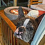 Lulu is registered to the contest to win money with this photo: dog, french_bulldog, wooden_chair, fire_pit, outdoor, night, pet, face, ears, snout, fur, relaxing, cozy, furniture, cushion, deck, animal, companion, home, portrait