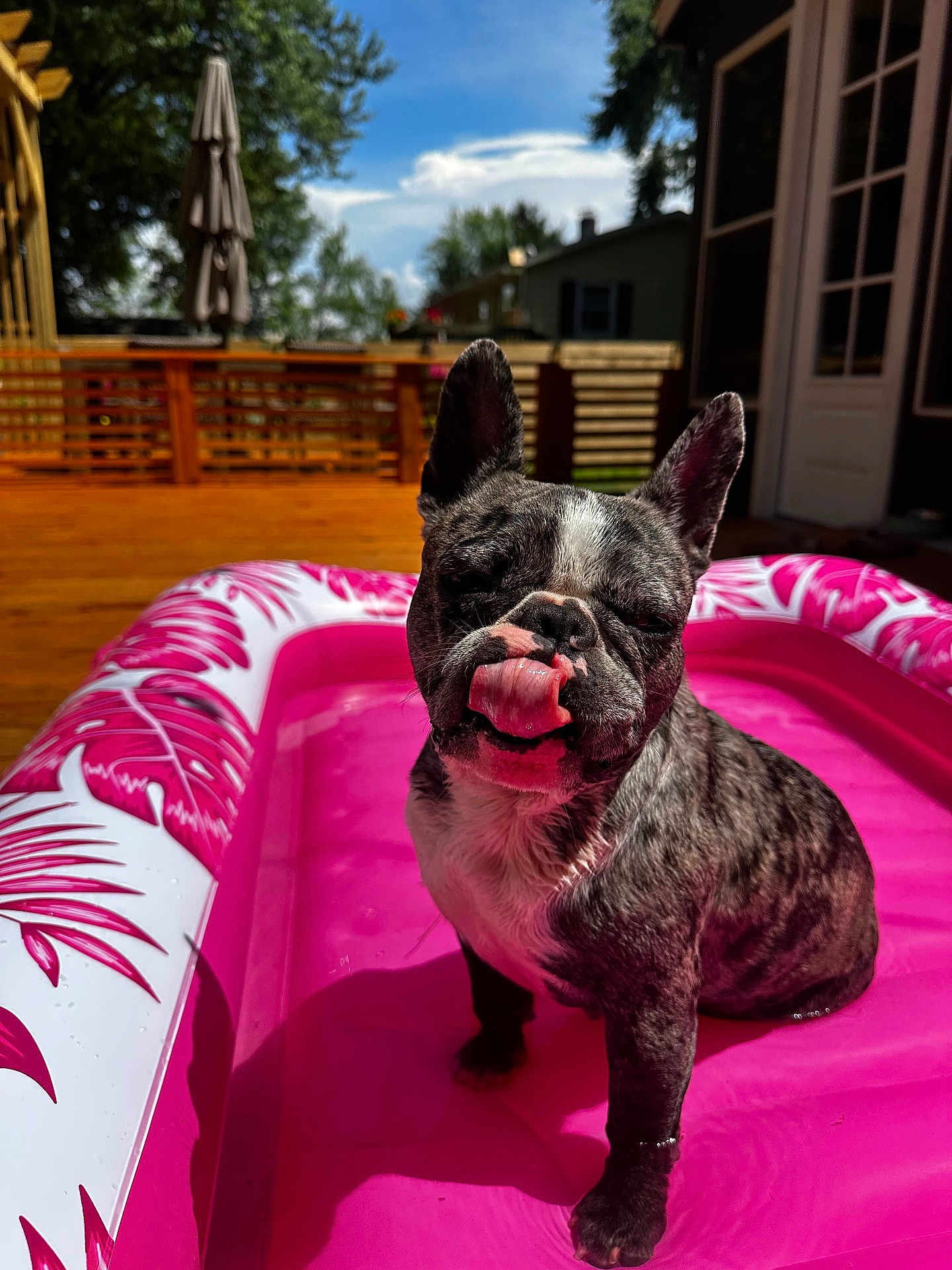 Lulu is registered to the contest to win money with this photo: dog, french_bulldog, brindle, pool, pink, water, deck, outdoor, sunny, tongue, pet, summer, playful, canine, animal, backyard, daytime, tree, house, fun