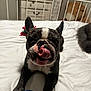 dog, french_bulldog, tongue, licking, bed, plush_toy, indoor, pet, cute, animal, white_bed, furniture, ears, snout, black_and_white, toy, playful, cozy, teddy_bear, room