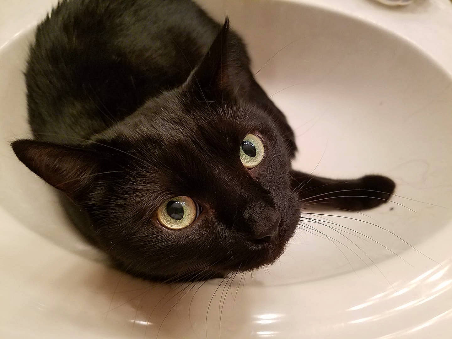 Farley joined the competition — help win amazing prizes! black, black_cat, bombay, burmese, carnivore, cat, domestic_short_haired_cat, felidae, havana_brown, korat, mammal, sink, small_to_medium_sized_cats, snout, whiskers