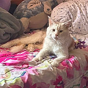 Bebe is registered to the contest to win money with this photo: cat, white_cat, bed, blanket, pillow, plush_toy, stuffed_animal, fluffy, indoor, resting, pet, animal, cute, cozy, feline, fur, relaxed, home, comfort, colorful