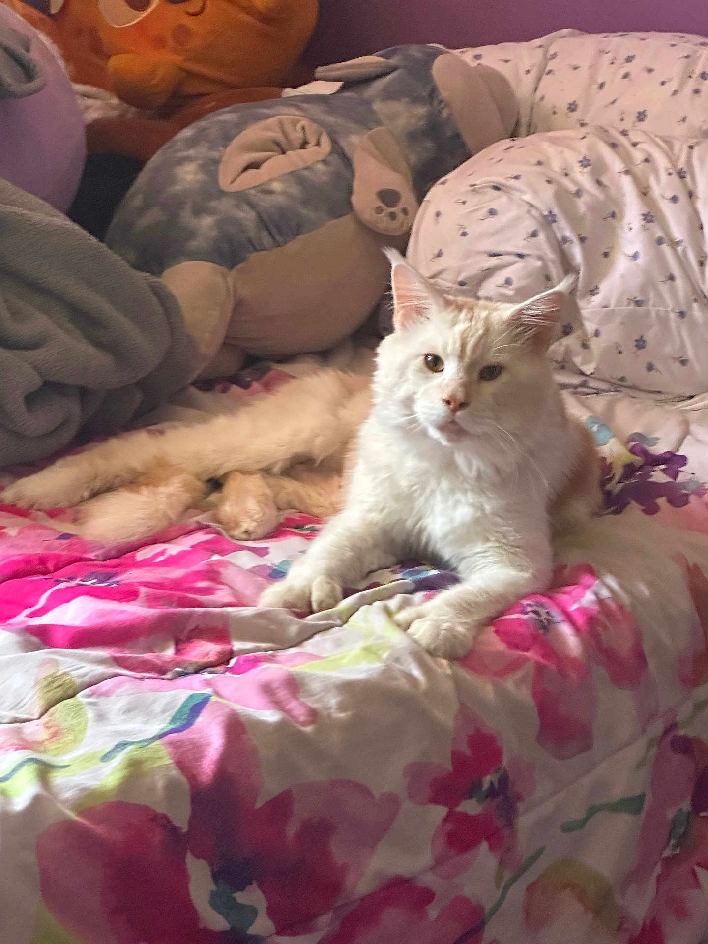 Bebe is registered to the contest to win money with this photo: cat, white_cat, bed, blanket, pillow, plush_toy, stuffed_animal, fluffy, indoor, resting, pet, animal, cute, cozy, feline, fur, relaxed, home, comfort, colorful