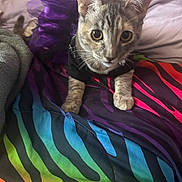Snowy is registered to the contest to win money with this photo: cat, kitten, tabby, tutu, clothing, purple, black_shirt, rainbow_blanket, striped, bed, pet, fur, whiskers, cute, curious, indoor, animal, small, young, playful