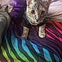 cat, kitten, tabby, tutu, clothing, purple, black_shirt, rainbow_blanket, striped, bed, pet, fur, whiskers, cute, curious, indoor, animal, small, young, playful