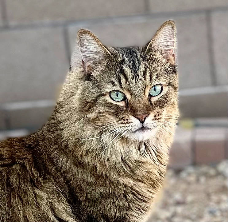 Angus is registered to the contest to win money with this photo: carnivore, cat, domestic_short_haired_cat, eye, felidae, fur, iris, lynx, small_to_medium_sized_cats, snout, terrestrial_animal, tree, whiskers, wildlife