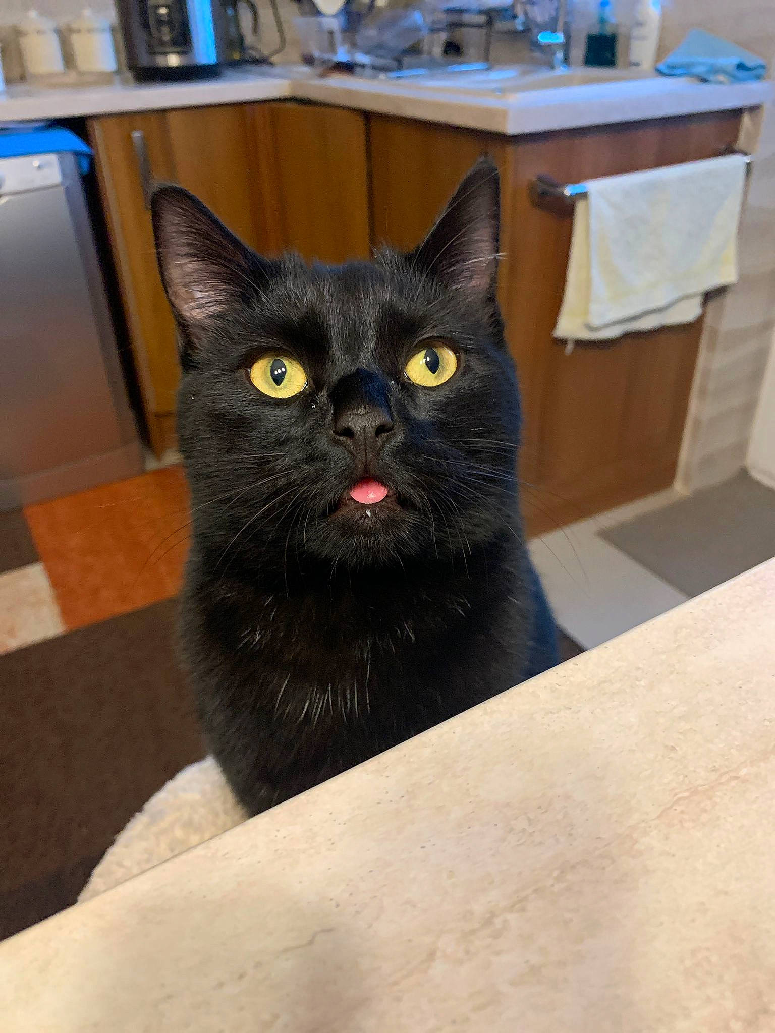 Freddie joined the competition — help win amazing prizes! art, black_cat, bombay, bookcase, carnivore, cat, domestic_short_haired_cat, felidae, fur, grey, shelf, shelving, small_to_medium_sized_cats, snout, terrestrial_animal, whiskers, wood