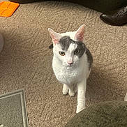 Lacey joined the competition — help win amazing prizes! carpet, cat, curious, ears, eyes, feline, furniture, gray_patch, home, indoor, looking_up, mat, paw, pet, portrait, rug, shoe, sitting, whiskers, white_cat