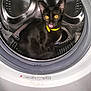 animal, appliance, black_cat, cat, close_up, curious, cute, domestic_cat, feline, household, indoor, licking, metallic, pet, playful, shiny, sitting, tongue_out, washing_machine, yellow_collar