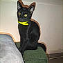 animal, black_cat, blanket, cat, cozy, curious, cute, domestic, feline, floor, green_cushion, indoor, pet, portrait, shadow, sitting, wall, whiskers, yellow_collar, yellow_eyes