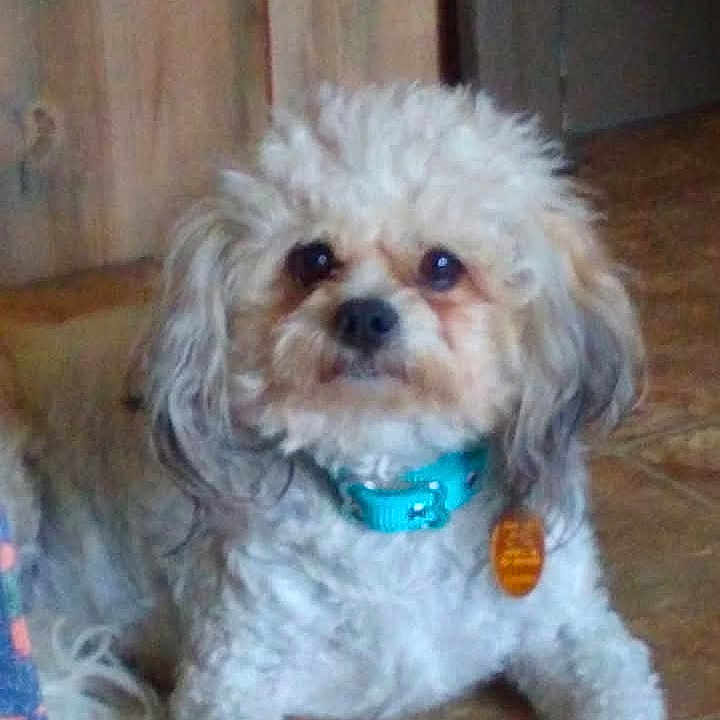 Abbygail Taylor joined the competition — help win amazing prizes! animal, beige, brown, collar, companion, curly_fur, cute, dog, domestic_animal, ears, floor, fur, house, indoor, laying_down, looking, pet, small_dog, tag, tile_floor