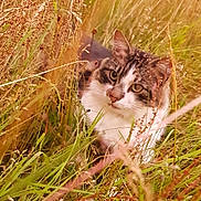Grogro participe au concours pour gagner de l'argent avec cette photo : cat, grass, field, nature, animal, outdoor, pet, wildlife, feline, green, brown, yellow, plants, closeup, curious, eyes, mammal, fur, sunlight, wild