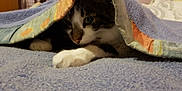 Grogro participe au concours pour gagner de l'argent avec cette photo : cat, blanket, paw, fur, bed, indoor, cozy, resting, feline, soft, comfort, domestic, animal, pet, closeup, laying, cute, warm, relaxation, home