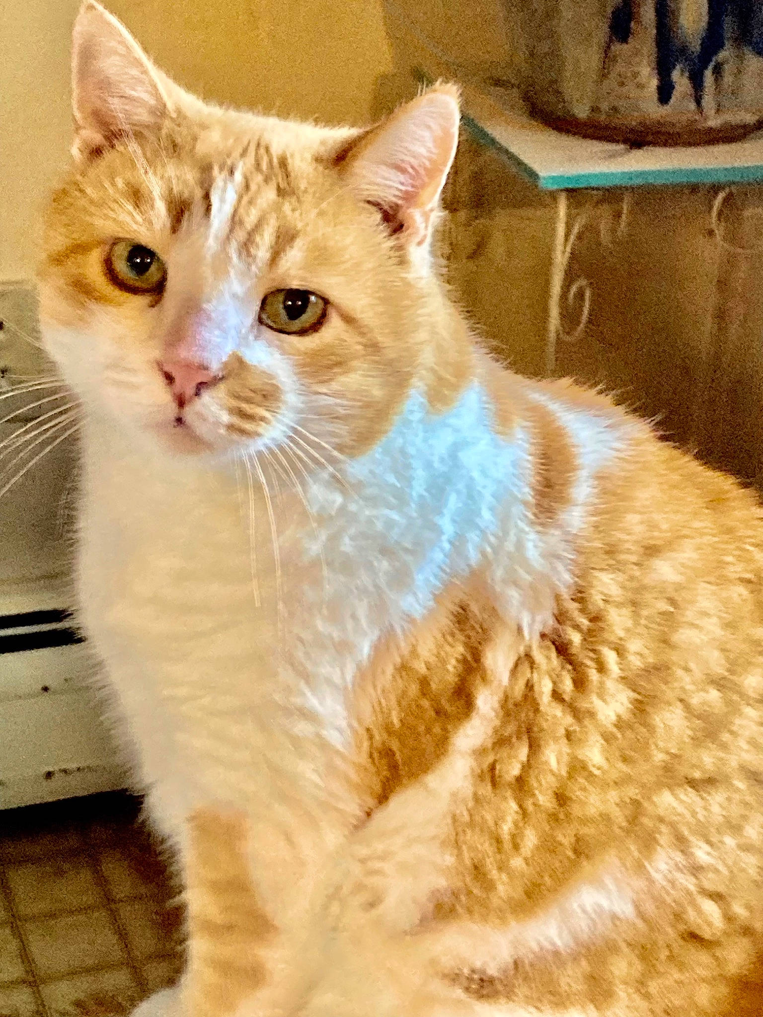 Sunny joined the competition — help win amazing prizes! art, carnivore, cat, domestic_short_haired_cat, eye, fawn, felidae, fur, head, paw, rectangle, sitting, small_to_medium_sized_cats, snout, tail, terrestrial_animal, whiskers, window, wood