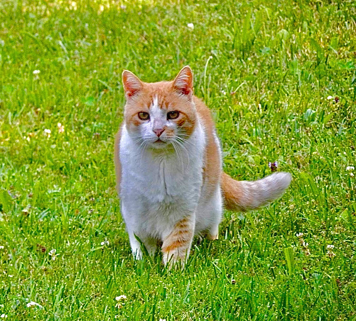 Sunny joined the competition — help win amazing prizes! carnivore, cat, domestic_short_haired_cat, eye, fawn, felidae, fur, grass, grassland, groundcover, lawn, meadow, people_in_nature, plant, small_to_medium_sized_cats, snout, tail, terrestrial_animal, tree, whiskers