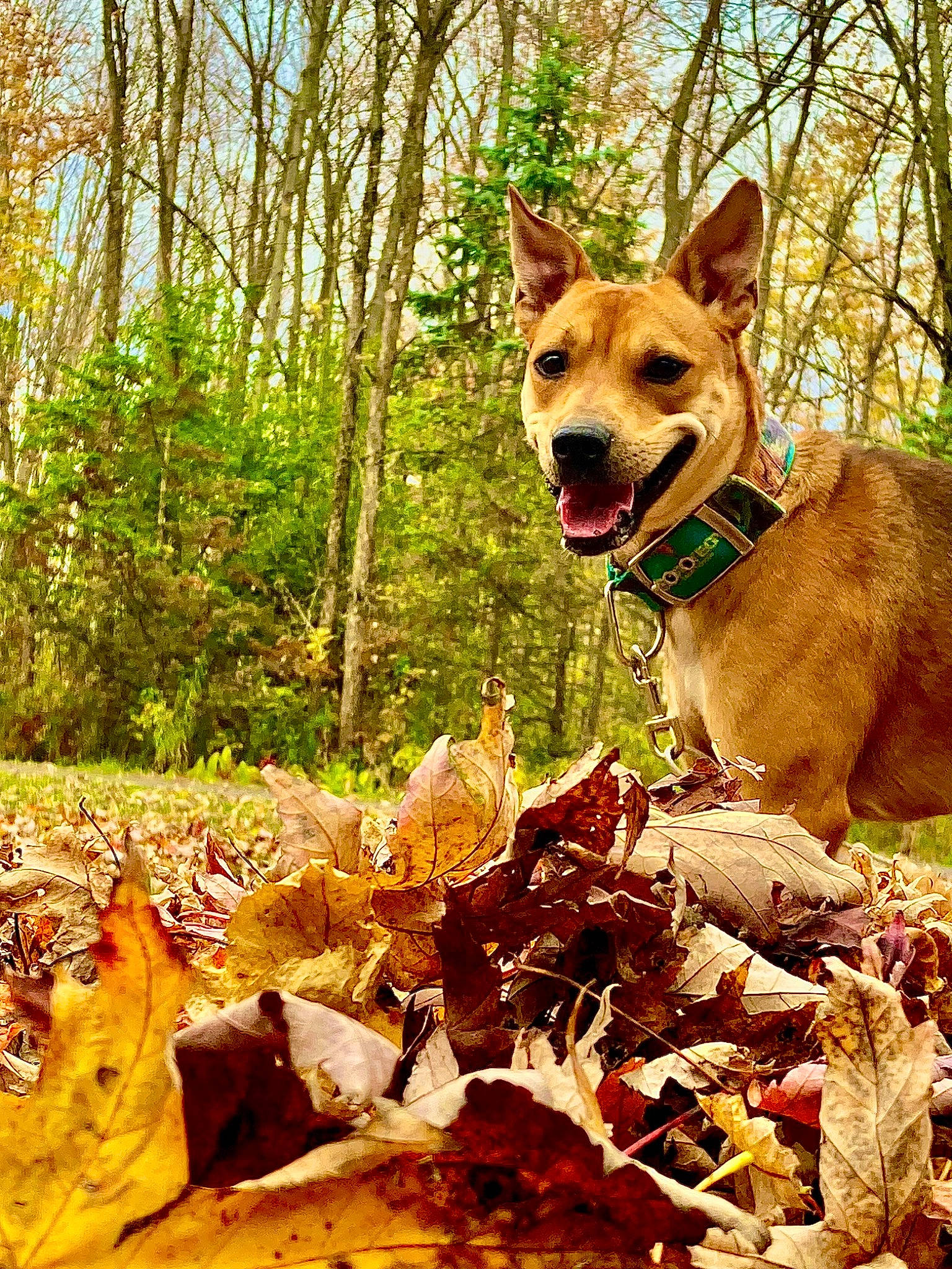 Tuesday is registered to the contest to win money with this photo: biome, carnivore, collar, companion_dog, deciduous, dog, dog_breed, dog_hiking, fawn, forest, grass, natural_landscape, people_in_nature, plant, terrestrial_plant, tree, trunk, wilderness, wood, woodland