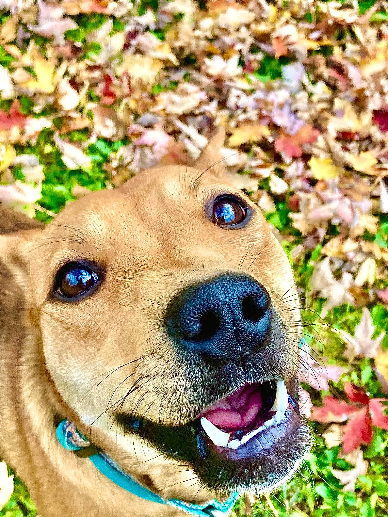 Tuesday is registered to the contest to win money with this photo: canidae, carnivore, collar, companion_dog, dog, dog_breed, dog_collar, dog_supply, fawn, grass, groundcover, liver, pet_supply, plant, snout, sporting_group, terrestrial_animal, whiskers, wildlife, working_animal